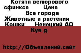 Котята велюрового сфинкса. .. › Цена ­ 15 000 - Все города Животные и растения » Кошки   . Ненецкий АО,Куя д.